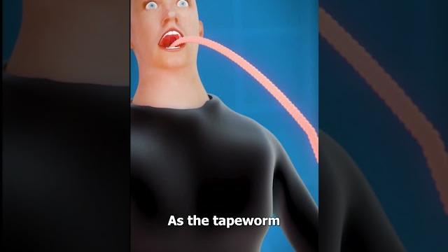 What is a tapeworm? 😨